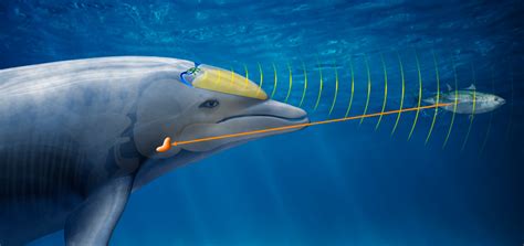 How Dolphins Steer Their Sonar Science Aaas Sonar Science - Sonar Science