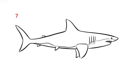How Draw A Shark