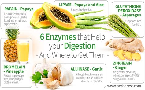 how enzymes help in digesting food