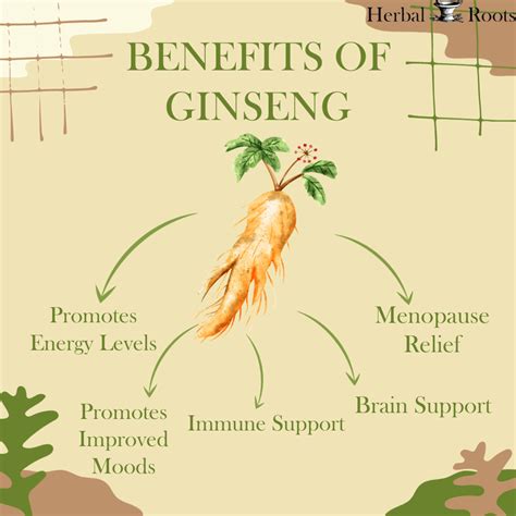 how even ginseng should funny take