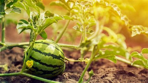how far apart should watermelons be planted