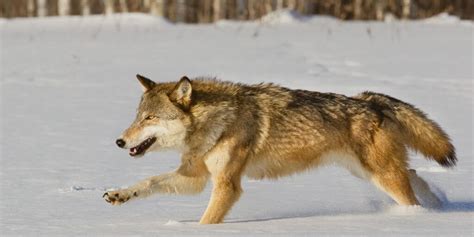 How Fast Can A Wolf Run