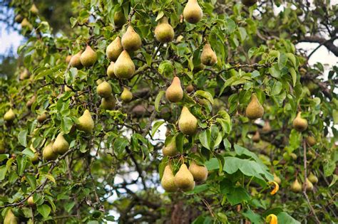 how fast do bartlett pear trees grow