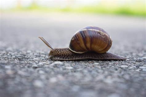 How Fast Does A Snail Move