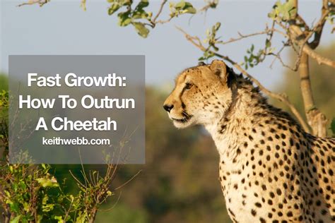 how fast is a cheetah go