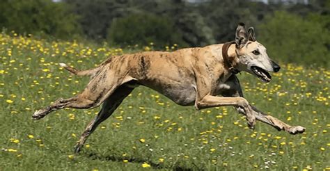 how fast is a greyhound dog
