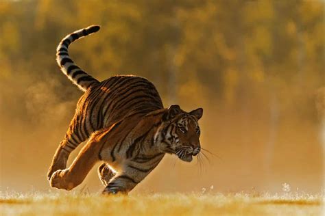 How Fast Is A Tiger Shark