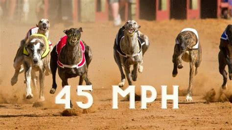 how fast is clean up greyhound mph