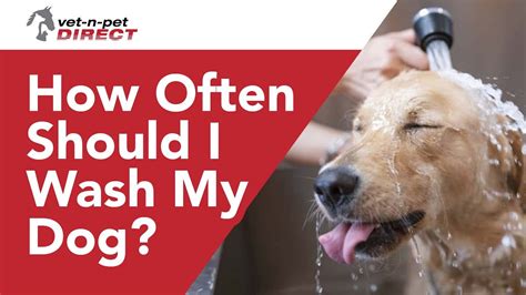 how frequently should i wash my dog