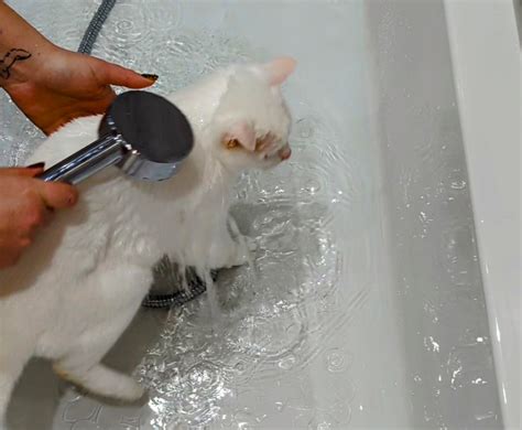 how generally to bath expert cat