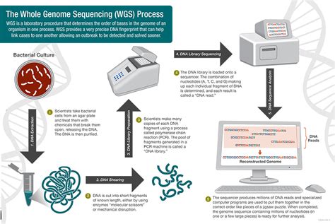 how genome sequencing is done