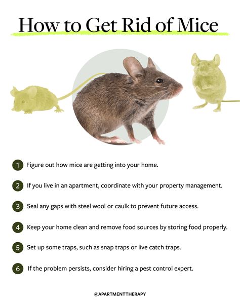 how get disburden of mouse contact house