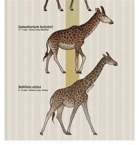 how giraffes evolved