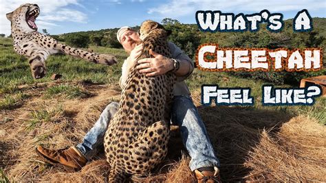 how good is a cheetahs hearing