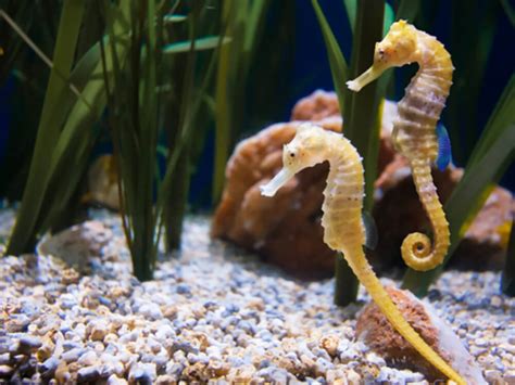 how hard is it to keep seahorses