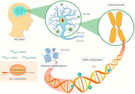 how is alzheimers inherited