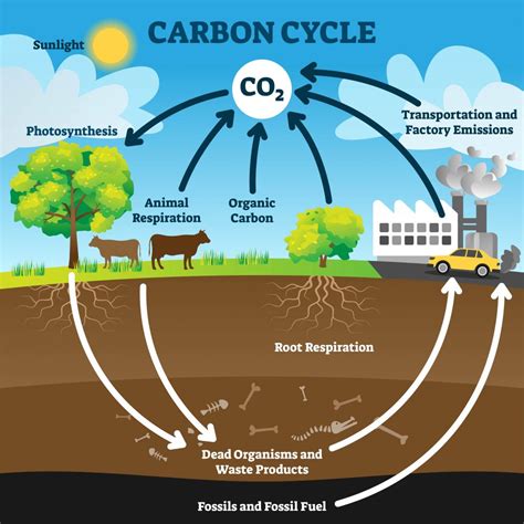 How Is Carbon Cycled 11 14 Years Resource Cycles Worksheet Answers - Cycles Worksheet Answers