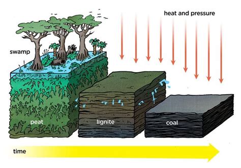 how is coal formed in nature