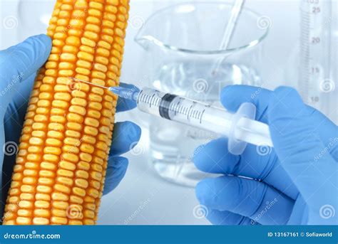 how is corn modified