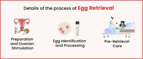how is egg retrieval performed