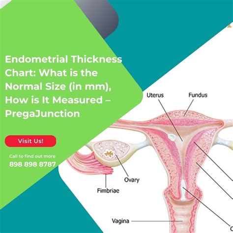 how is endometrial thickness measured