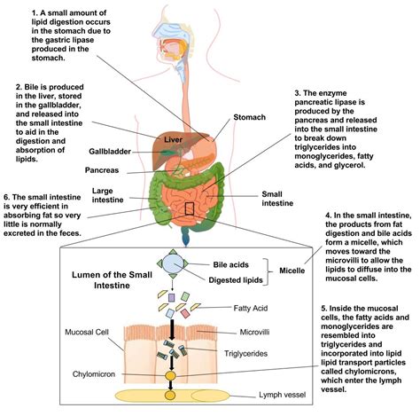 how is fat digested and absorbed