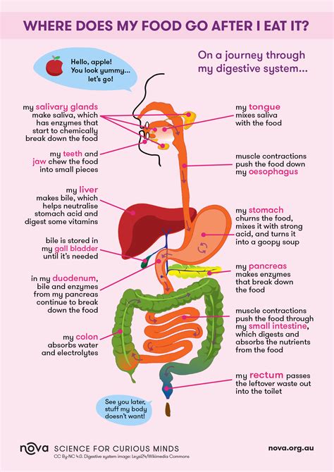 how is food digested in our body
