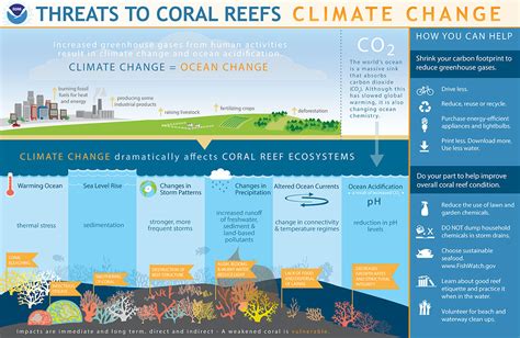 how is global warming affecting coral reefs