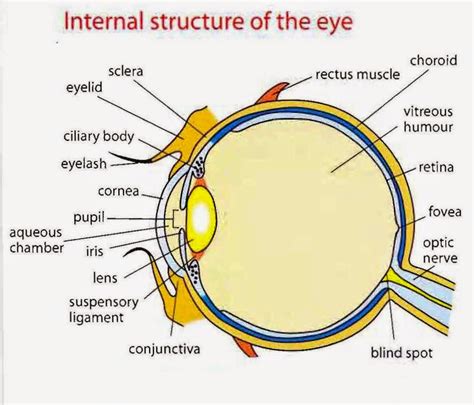 how is image formed in our eyes