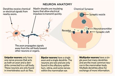 how is information transmitted within a neuron