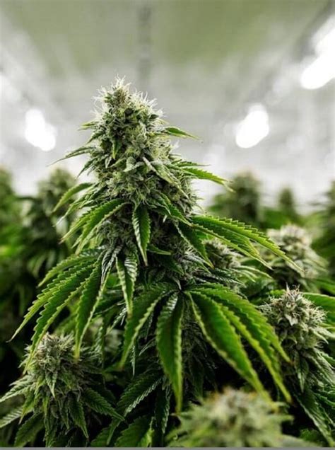 how is marijuana grown