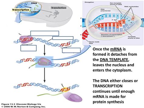 how is mrna formed