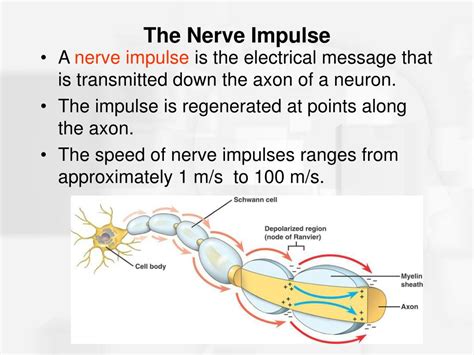how is nerve impulse generated