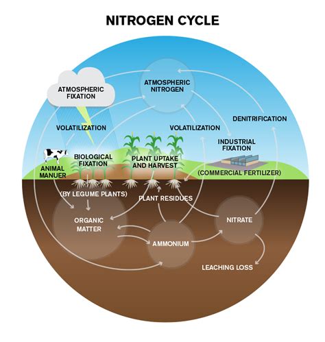 how is nitrogen used in plants