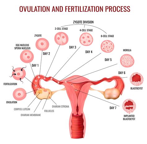 how is ovulation study done