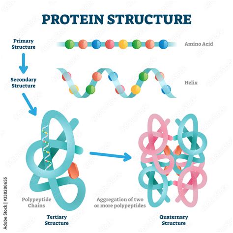 how is protein formed