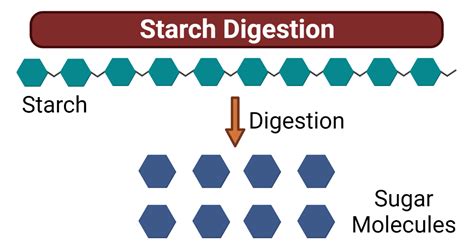 how is starch digested
