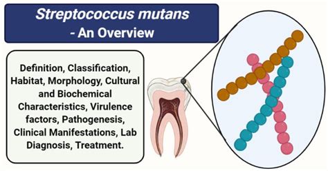 how is streptococcus mutans transmitted