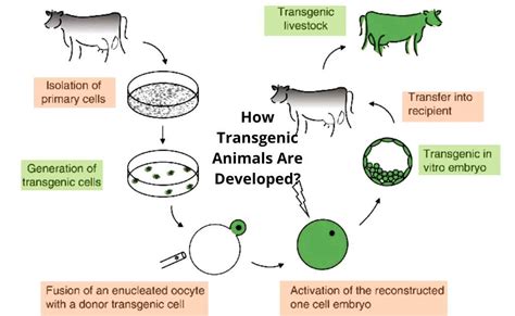 how is transgenic organism created
