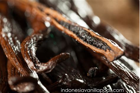 how is vanilla harvested