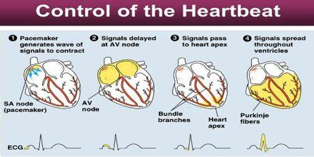 how is your heartbeat controlled? - eNotes.com