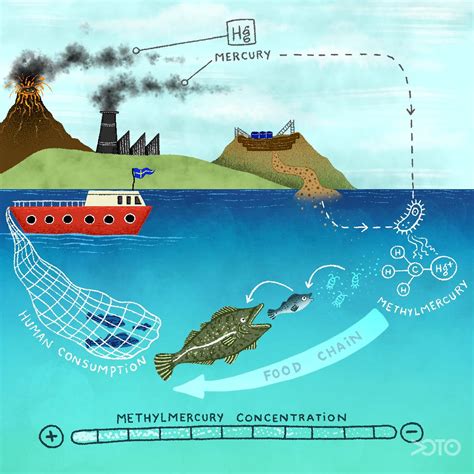 how is methylmercury formed