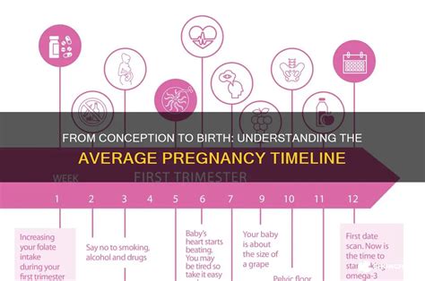 how long after conception is birth