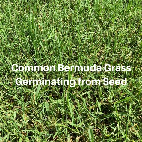 how long before bermuda grass seed sprouts