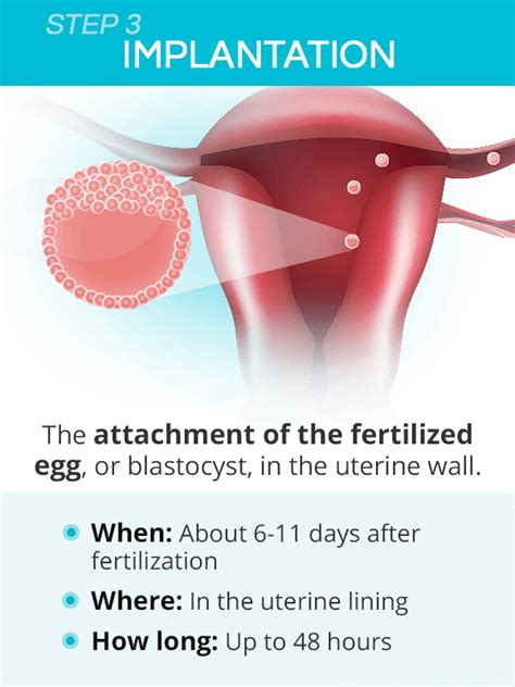 how long before egg implants in uterus