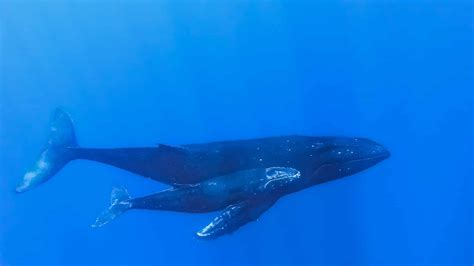 How Long Can A Blue Whale Hold Its Breath
