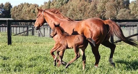 how long can a mare carry a dead foal
