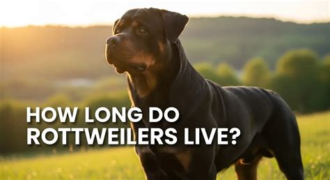 How Long Can Rottweilers Live