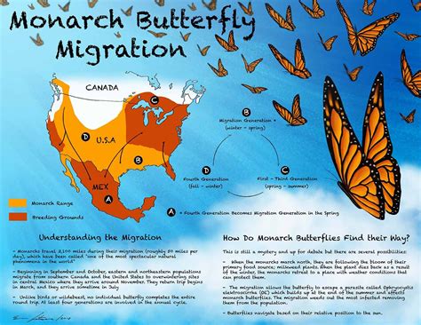 how long not bad the monarch migration