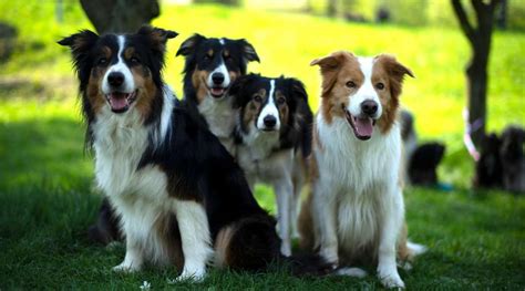 How Long Do Border Collies Live